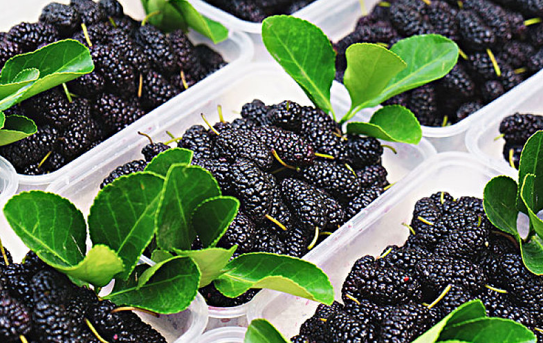 桑葚酒喝多了會怎么樣 桑葚酒喝了會長胖嗎 桑葚酒喝多了會怎么樣 桑葚酒喝了會長胖嗎