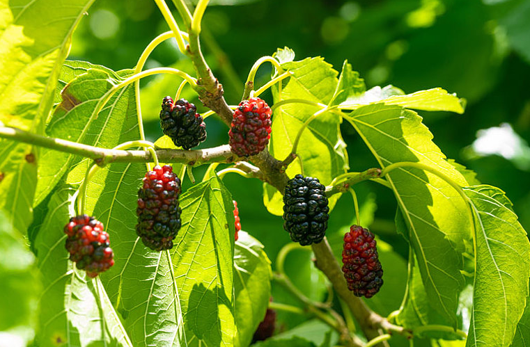 自制桑葚酒不放酒的做法 自制桑葚酒泡多久可以喝 自制桑葚酒不放酒的做法 自制桑葚酒泡多久可以喝