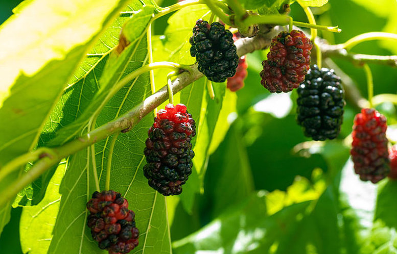 自制桑葚酒不放酒的做法 自制桑葚酒泡多久可以喝 自制桑葚酒不放酒的做法 自制桑葚酒泡多久可以喝