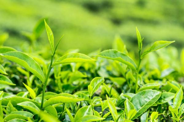 茶葉有哪些種類 茶葉什么時(shí)候喝最好 茶葉有哪些種類 茶葉什么時(shí)候喝最好