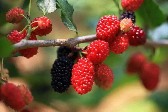 桑葚泡的酒有毒嗎 桑葚泡的酒能喝嗎 桑葚泡的酒有毒嗎 桑葚泡的酒能喝嗎