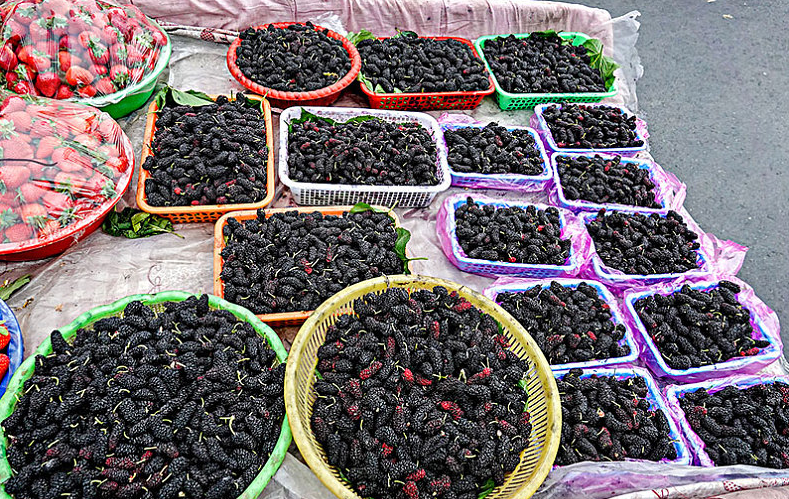 桑葚酒發(fā)酵幾天可以喝 桑葚酒用干果好還是鮮果好 桑葚酒發(fā)酵幾天可以喝 桑葚酒用干果好還是鮮果好