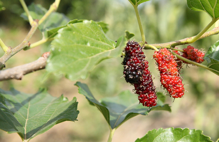 桑葚酒發(fā)霉了怎么辦 桑葚酒有白色是不是起霉 桑葚酒發(fā)霉了怎么辦 桑葚酒有白色是不是起霉