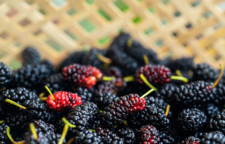 桑葚酒男人喝了壯陽嗎 桑葚酒能提高性功能嗎 桑葚酒男人喝了壯陽嗎 桑葚酒能提高性功能嗎