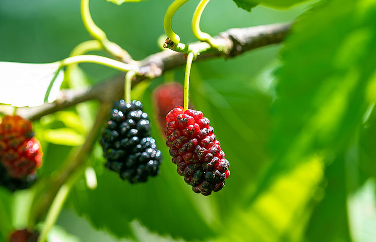 桑葚酒發(fā)霉了怎么辦 桑葚酒有白色是不是起霉 桑葚酒發(fā)霉了怎么辦 桑葚酒有白色是不是起霉