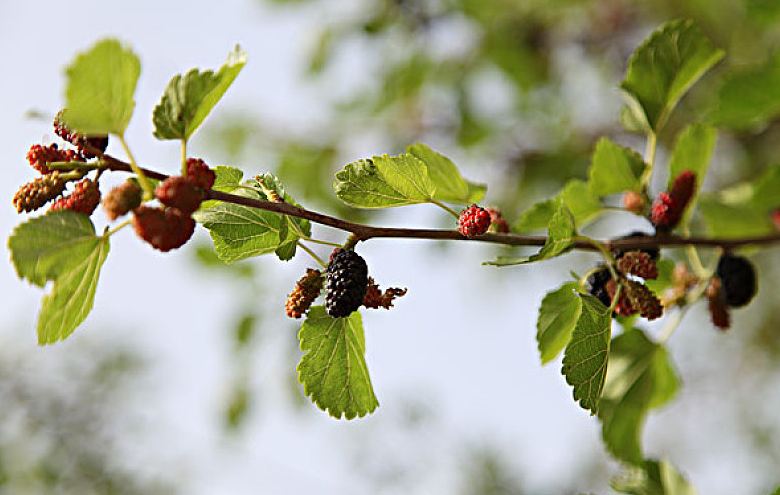 桑葚酒喝多了會怎么樣 桑葚酒喝了會長胖嗎 桑葚酒喝多了會怎么樣 桑葚酒喝了會長胖嗎