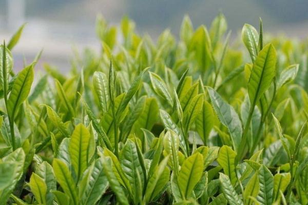 茶葉的儲藏方法 茶葉可以放冰箱保存嗎 茶葉的儲藏方法 茶葉可以放冰箱保存嗎