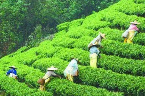 喝茶葉茶有助于減肥嗎 喝茶減肥誤區(qū) 喝茶葉茶有助于減肥嗎 喝茶減肥誤區(qū)