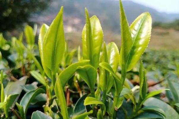 茶葉的利潤一般是多少 茶葉炒上天 茶葉的利潤一般是多少 茶葉炒上天