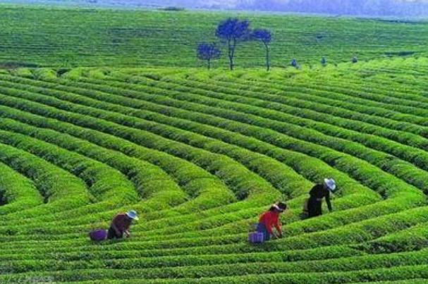 喝茶葉茶對(duì)肝有好處嗎 喝什么茶對(duì)肝臟有好處 喝茶葉茶對(duì)肝有好處嗎 喝什么茶對(duì)肝臟有好處