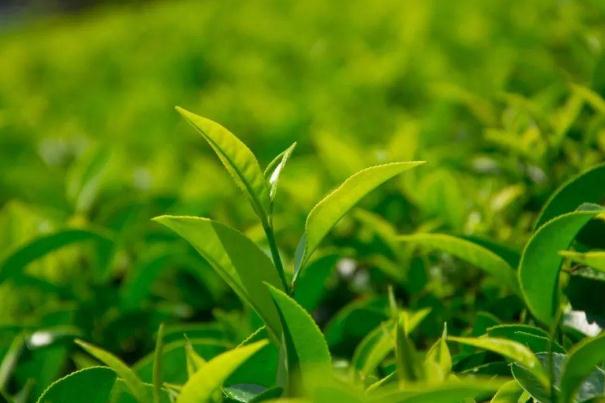 茶葉的利潤一般是多少 茶葉炒上天 茶葉的利潤一般是多少 茶葉炒上天