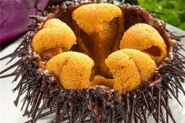 海膽是動物還是植物 海膽吃的是哪個部位 海膽是動物還是植物 海膽吃的是哪個部位