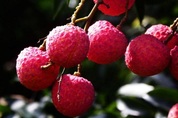 荔枝要用鹽水泡嗎 吃荔枝為什么要用鹽水泡 荔枝要用鹽水泡嗎 吃荔枝為什么要用鹽水泡