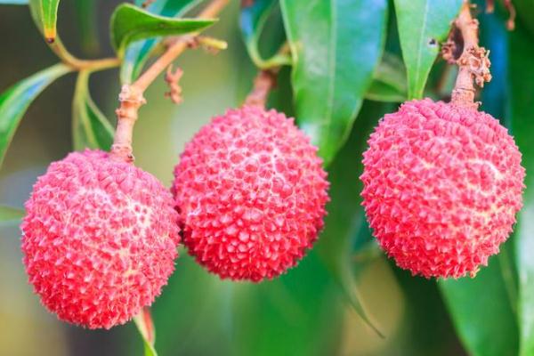 荔枝可以降血糖嗎 荔枝為什么會引發(fā)低血糖 荔枝可以降血糖嗎 荔枝為什么會引發(fā)低血糖