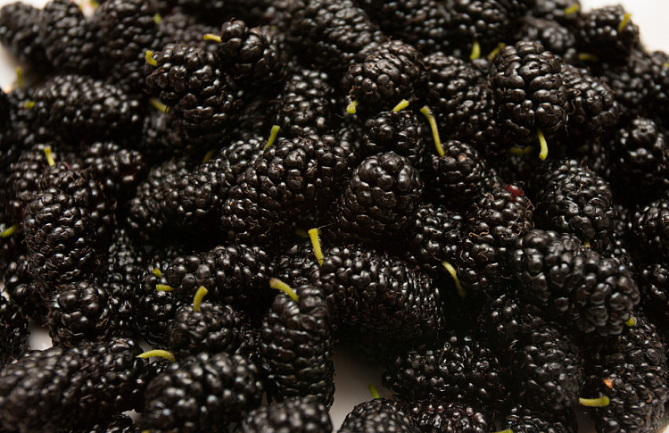 孕婦可以吃桑葚嗎 一斤桑葚泡幾斤白酒 孕婦可以吃桑葚嗎 一斤桑葚泡幾斤白酒