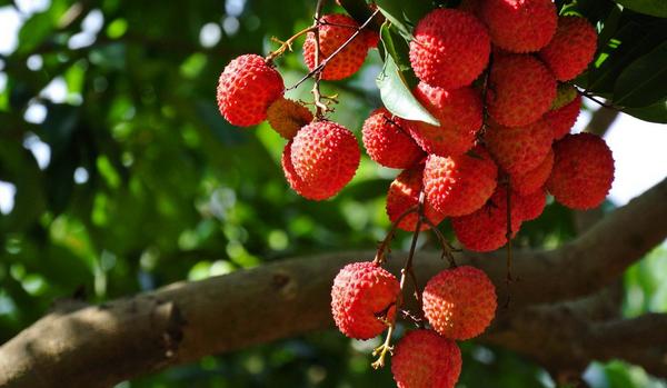 荔枝是熱帶水果嗎 荔枝是發(fā)物水果嗎 荔枝是熱帶水果嗎 荔枝是發(fā)物水果嗎