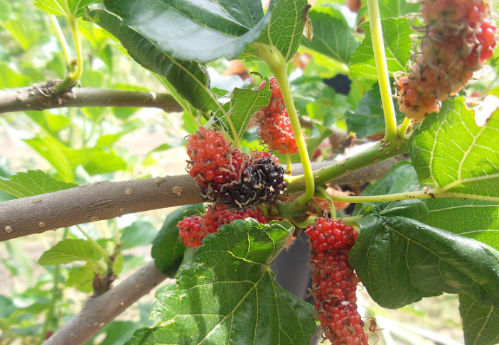 孕婦可以吃桑葚嗎 一斤桑葚泡幾斤白酒 孕婦可以吃桑葚嗎 一斤桑葚泡幾斤白酒