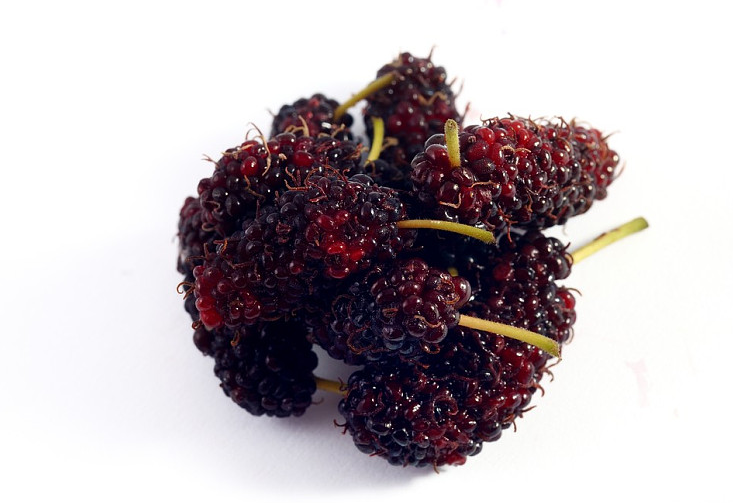 黑桑葚泡水喝的功效與作用 黑桑葚清熱還是燥熱 黑桑葚泡水喝的功效與作用 黑桑葚清熱還是燥熱