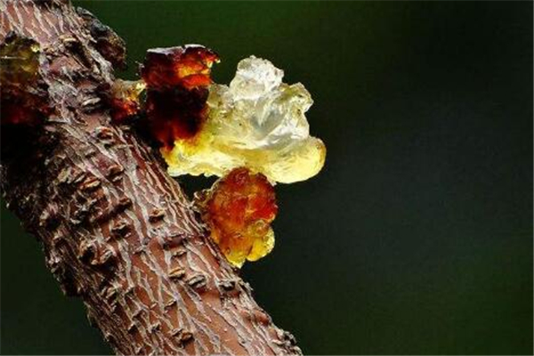 桃膠是什么東西 桃膠怎么做出來的 桃膠是什么東西 桃膠怎么做出來的