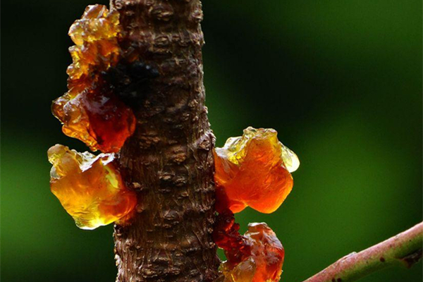 桃膠屬于中藥嗎 桃膠會不會上火 桃膠屬于中藥嗎 桃膠會不會上火