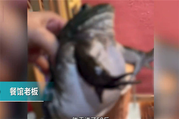 餐館老板吐槽注水牛蛙如氣球 牛蛙有多大 餐館老板吐槽注水牛蛙如氣球 牛蛙有多大