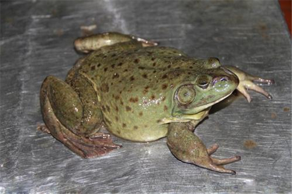 牛蛙什么季節(jié)吃最好 牛蛙怎么挑選 牛蛙什么季節(jié)吃最好 牛蛙怎么挑選