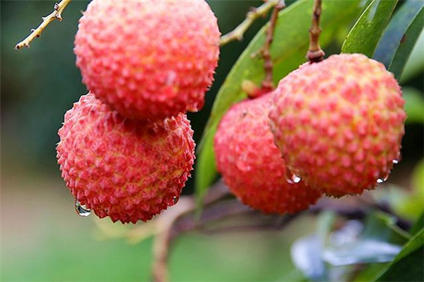 荔枝含糖高嗎 荔枝糖尿病人可以吃嗎 荔枝含糖高嗎 荔枝糖尿病人可以吃嗎