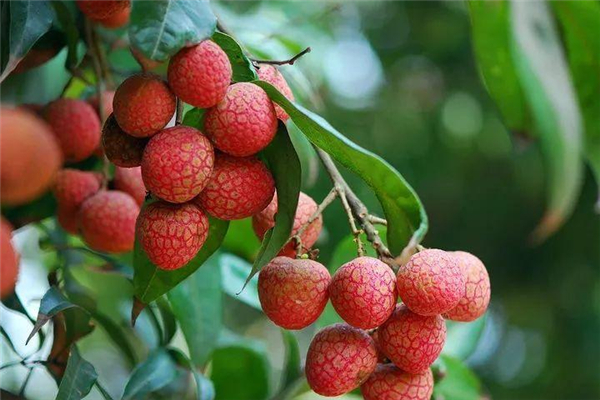 荔枝有多少品種 荔枝哪個(gè)品種好吃 荔枝有多少品種 荔枝哪個(gè)品種好吃