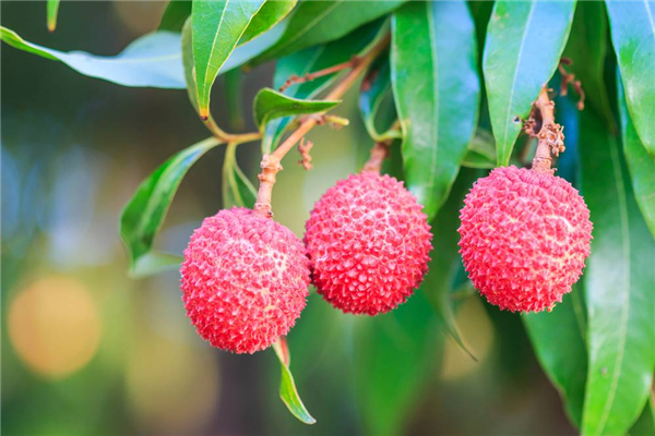 荔枝可以豐胸嗎 荔枝有什么功效 荔枝可以豐胸嗎 荔枝有什么功效