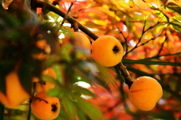 枇杷的含糖量高嗎 血糖高能吃枇杷嗎 枇杷的含糖量高嗎 血糖高能吃枇杷嗎