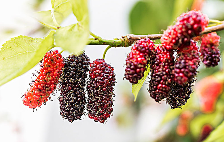 紫桑葚干的功效與作用 紫桑葚干可以吃多嗎 紫桑葚干的功效與作用 紫桑葚干可以吃多嗎