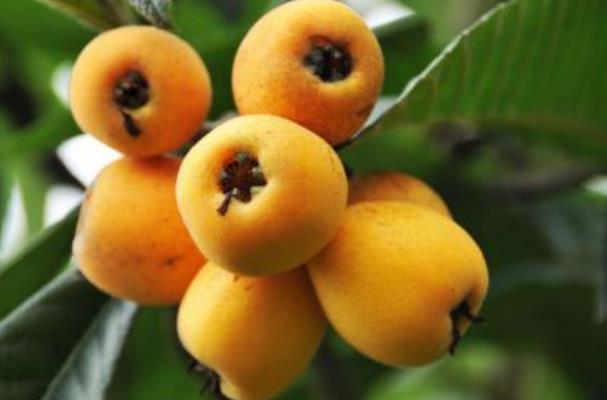 枇杷要剝皮吃嗎 枇杷要洗了才能吃嗎 枇杷要剝皮吃嗎 枇杷要洗了才能吃嗎