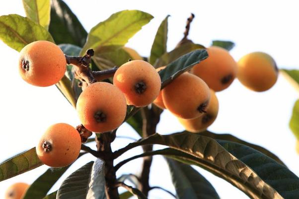 枇杷有多少種品種 什么品種的枇杷最好吃 枇杷有多少種品種 什么品種的枇杷最好吃