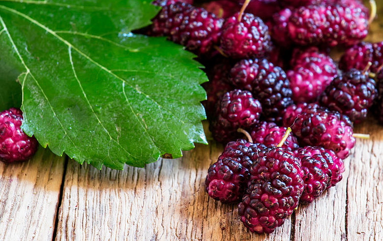 紫桑葚干的功效與作用 紫桑葚干可以吃多嗎 紫桑葚干的功效與作用 紫桑葚干可以吃多嗎