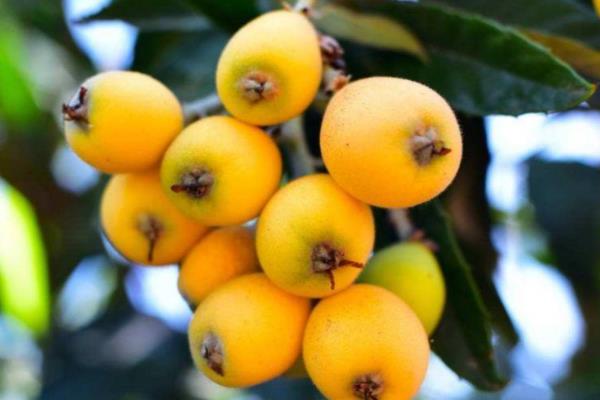 枇杷的含糖量高嗎 血糖高能吃枇杷嗎 枇杷的含糖量高嗎 血糖高能吃枇杷嗎