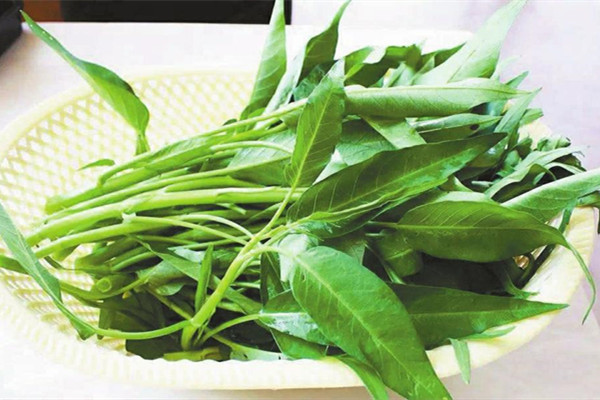 空心菜怎么摘菜 空心菜怎么炒好吃 空心菜怎么摘菜 空心菜怎么炒好吃