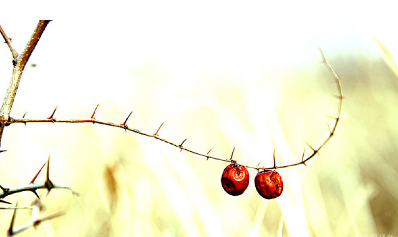 酸棗仁泡水喝一次放多少克 酸棗仁泡水可以天天喝嗎 酸棗仁泡水喝一次放多少克 酸棗仁泡水可以天天喝嗎