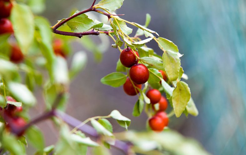 酸棗仁泡水喝一次放多少克 酸棗仁泡水可以天天喝嗎 酸棗仁泡水喝一次放多少克 酸棗仁泡水可以天天喝嗎