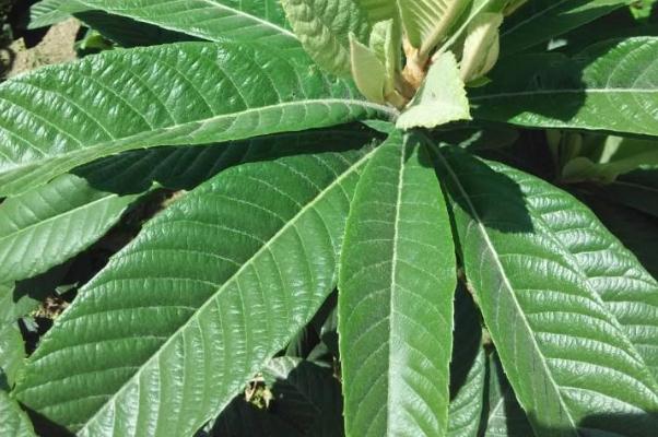 枇杷葉怎么熬水治咳嗽 枇杷葉煮水有副作用嗎 枇杷葉怎么熬水治咳嗽 枇杷葉煮水有副作用嗎