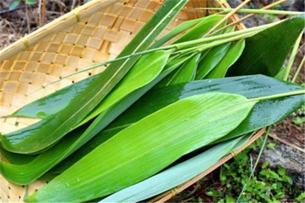 為什么用箬葉包粽子 粽葉有什么功效 為什么用箬葉包粽子 粽葉有什么功效