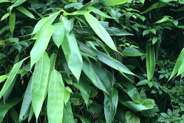 粽子葉有味道怎么辦 粽子葉有毒嗎