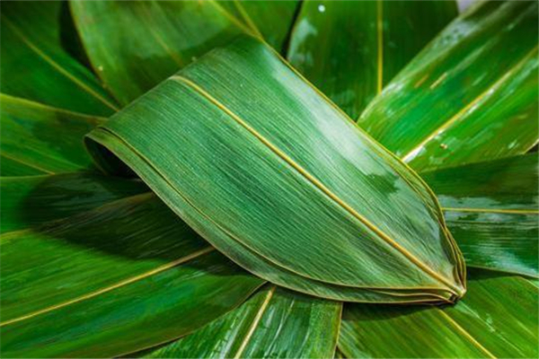 為什么用箬葉包粽子 粽葉有什么功效 為什么用箬葉包粽子 粽葉有什么功效