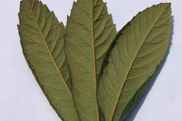 枇杷葉怎么熬水治咳嗽 枇杷葉煮水有副作用嗎 枇杷葉怎么熬水治咳嗽 枇杷葉煮水有副作用嗎