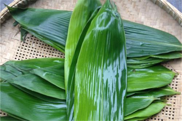 粽子是用什么葉包的 粽子葉怎么處理才能用 粽子是用什么葉包的 粽子葉怎么處理才能用