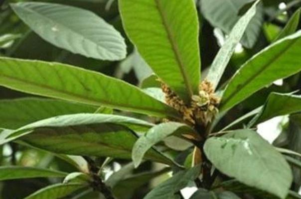 枇杷葉煮水的做法 枇杷葉煮水止咳用老葉還是嫩葉 枇杷葉煮水的做法 枇杷葉煮水止咳用老葉還是嫩葉