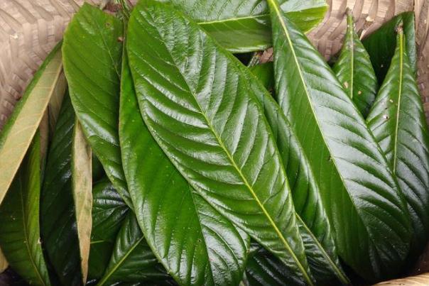 枇杷葉的食用方法 枇杷葉的副作用 枇杷葉的食用方法 枇杷葉的副作用