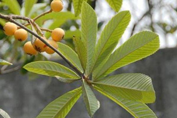 枇杷葉怎么熬水治咳嗽 枇杷葉煮水有副作用嗎 枇杷葉怎么熬水治咳嗽 枇杷葉煮水有副作用嗎