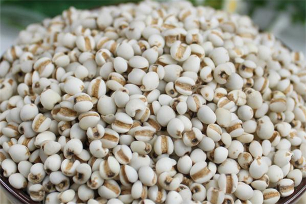 薏米祛濕茶什么時候喝好 薏米祛濕茶可以天天喝嗎 薏米祛濕茶什么時候喝好 薏米祛濕茶可以天天喝嗎