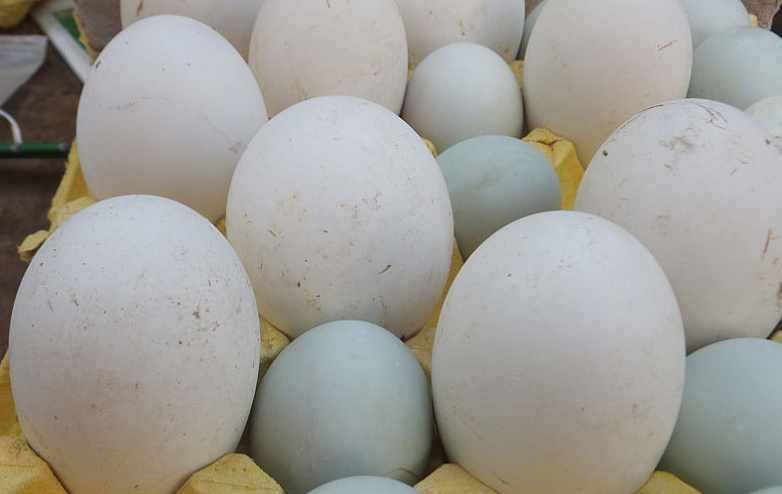 孕期吃鵝蛋對胎兒有什么好處 孕期吃鵝蛋能去黃疸嗎 孕期吃鵝蛋對胎兒有什么好處 孕期吃鵝蛋能去黃疸嗎