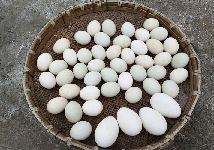 孕期吃鵝蛋對胎兒有什么好處 孕期吃鵝蛋能去黃疸嗎 孕期吃鵝蛋對胎兒有什么好處 孕期吃鵝蛋能去黃疸嗎